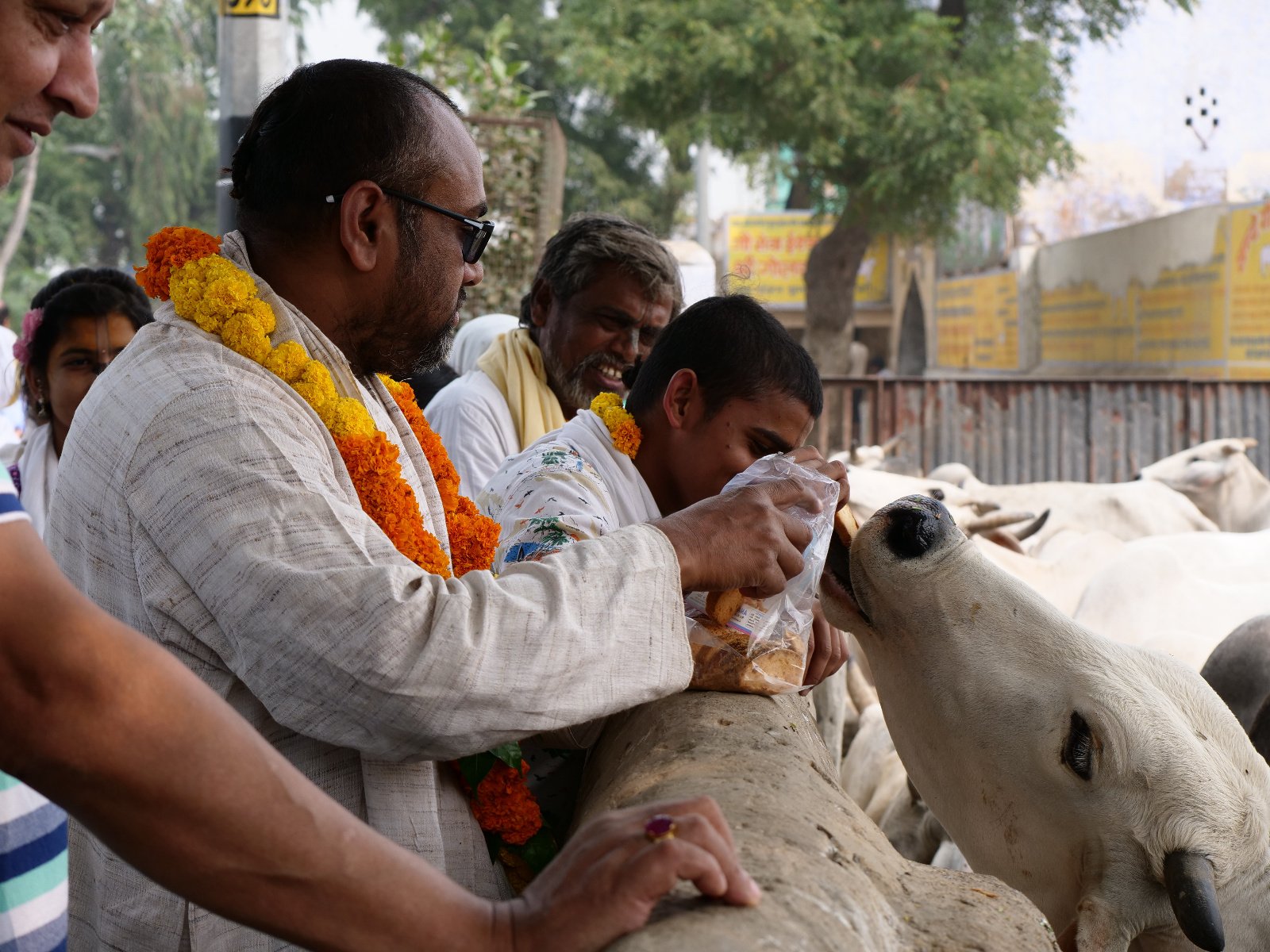 237 Gopashtami Radha kunda Govardhan 19.11.04